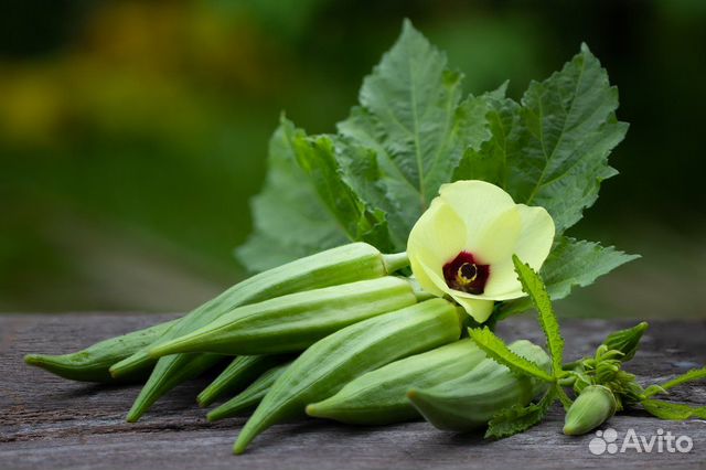 Семена бамии, 30 шт. (окра, гибискус съедобный)