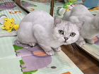 Кошка британская серебристая шиншилла