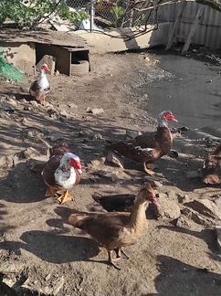 Утки муларды