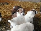 Продам щенков сао Алабай, родились 31 12 2021 объявление продам