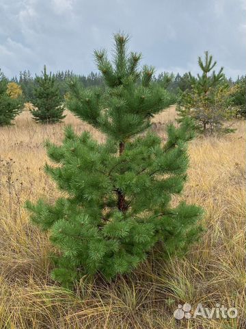 Сосна обыкновенная 1,5/2м с доставкой и посадкой купить в Котельниках ...