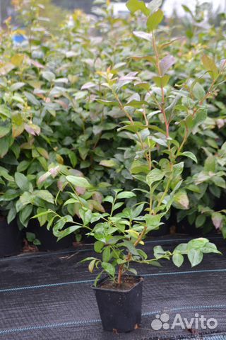 Голубика саженцы оптом