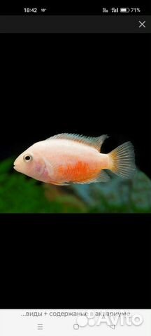 Цихлида цихлазома фламинго