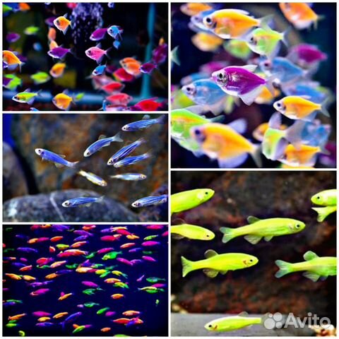 Аквариумные рыбки, коряги, грунты, фильтра и т.д