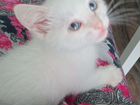 Тайский белый голубоглазый котик с рыжими ушками