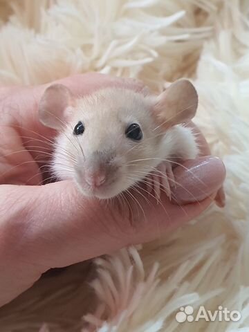 Декоративные крысята/крыса и мышки/мышь