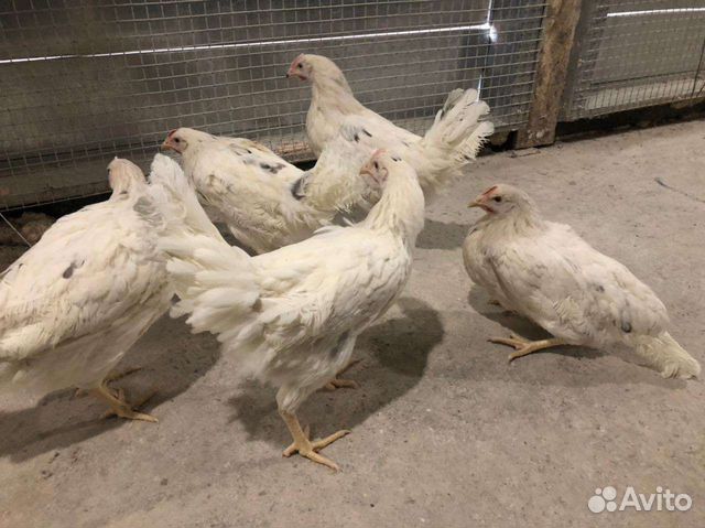 Куры молодки несушки