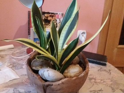 Сансевиерия Футура Суперба