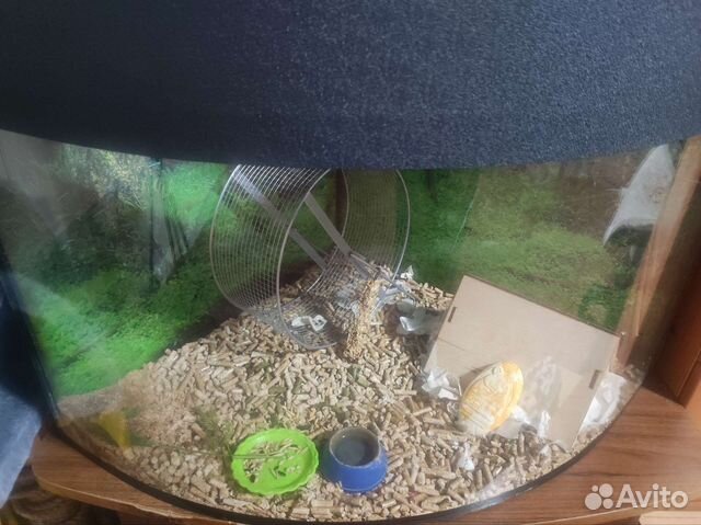 Аквариум для хомячков или крыс