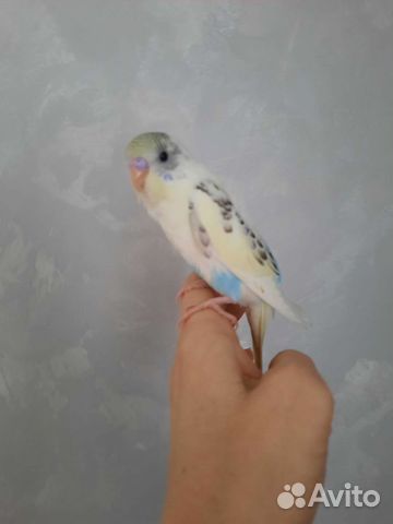 Волнистый попугай