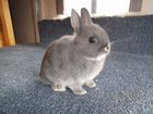 Карликовые кролики/доставка объявление продам