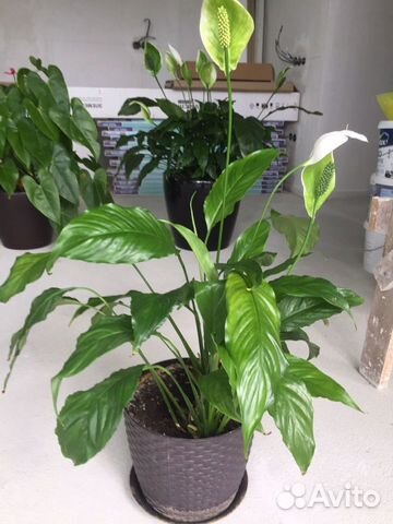 Спатифиллум