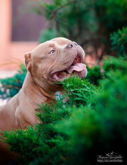 Американский Булли Вязка