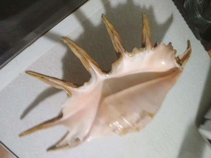 Раковина морская