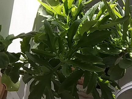 Каланхоэ бесплатно с корнями отросток