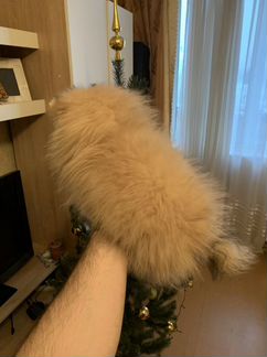 Шпиц Померанский Девочка