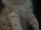 Персидская кошка в самые добрые и надёжные руки