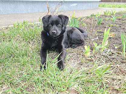 отдам щенка. мини щенки даром в геленджике краснодарский край. собачки в хорошие руки бесплатно. собачка дуся. породу собаки кстово.