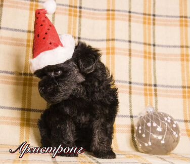 Мальтипу Джазмены