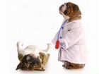 Ветеринарный врач Вызов ветеринара на дом (амбулат