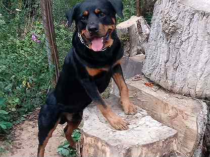 Ротвейлер с белой грудкой. Ротвейлер длинношерстный. Собака нижний новгород. Ротвейлеры нижний новгород. Американский ротвейлер щенок.