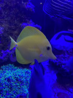 Морская рыбка зебрасома желтая