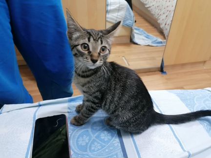Котята