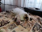 Персидский котенок 7 место бесплатно объявление продам