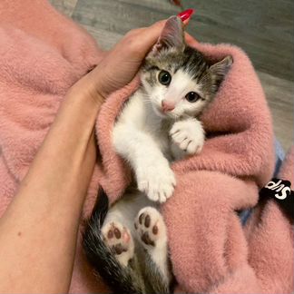 Котенок