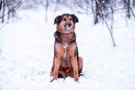 Джони в поиске новых хозяев