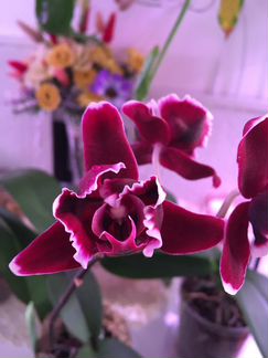 Орхидея summer breath