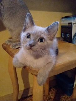 Манчкин