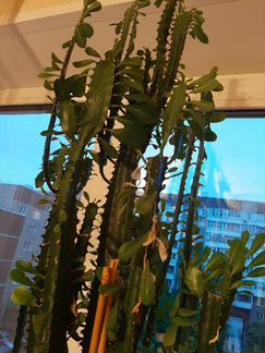 Молочай кактус