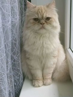 Вязка персидский кот