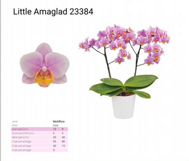 Орхидея Little Amaglad