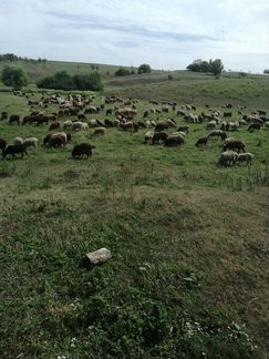 Овцы бараны ягнята молодняк - фотография № 3