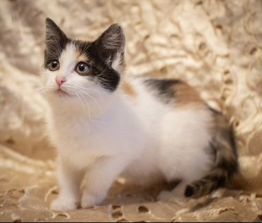 Трехцветная малышка котенок Нюша 2,5 месяца в добр