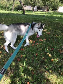 Сибирский хаски