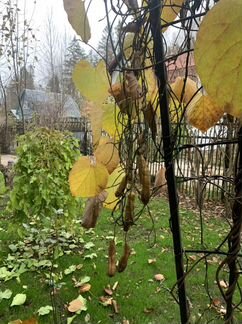 Кирказон Аристолохия лиана семена