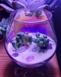 Флорариум. Литопс фенестрария