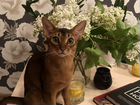 Абиссинский кот вязка 7 тыс объявление продам
