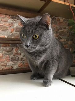Котик Тишка спасенный от наследников, ищет дом