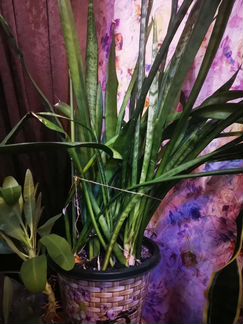 Комнатные цветы