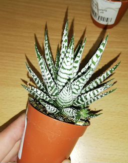 Хавортия Альба