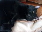 Бомбейский кот объявление продам