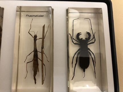 Коллекция насекомых Деагостини