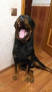 Лорд ищет невесту