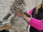 Сибирская кошка в добрые руки