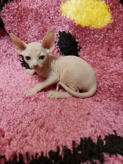 Канадский сфинкс