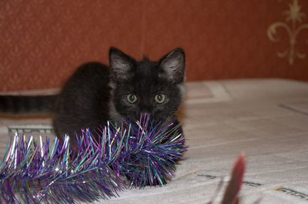 Котенок-мальчик, 2 месяца